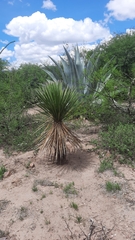 Dasylirion acrotrichum