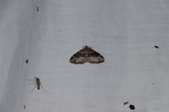 Xanthorhoe lacustrata