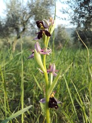Ophrys bertolonii