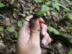 Plethodon cylindraceus
