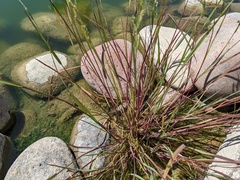 Poaceae