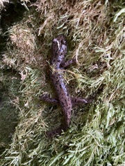 Dicamptodon tenebrosus