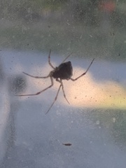 Parasteatoda tepidariorum