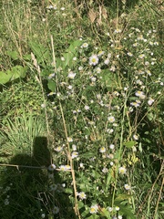 Erigeron annuus