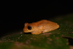 Dendropsophus minutus