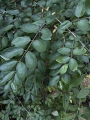 Lonicera morrowii
