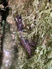 Dicamptodon tenebrosus