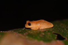 Dendropsophus minutus