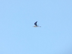 Himantopus mexicanus