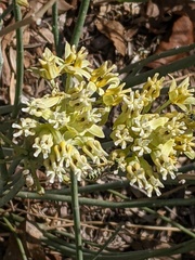 Bembicini