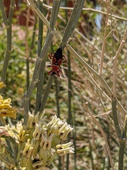 Apiomerus flaviventris