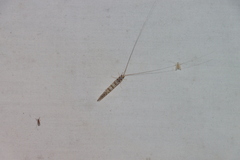 Nectopsyche exquisita