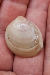 Laevicardium serratum