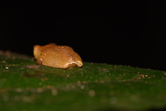 Dendropsophus minutus