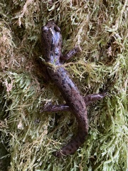 Dicamptodon tenebrosus