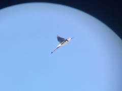 Himantopus mexicanus