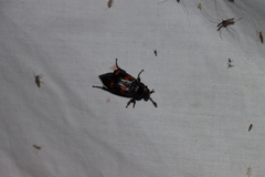Nicrophorus orbicollis