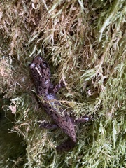 Dicamptodon tenebrosus