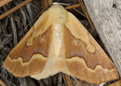 Sabulodes edwardsata