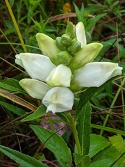 Chelone glabra