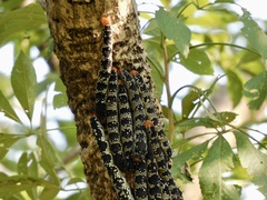 Arsenura polyodonta