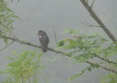 Pachyramphus aglaiae