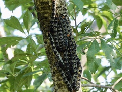 Arsenura polyodonta