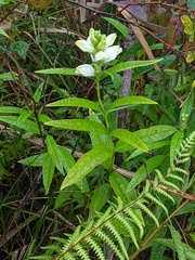 Chelone glabra