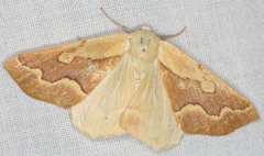 Sabulodes edwardsata