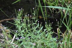Epilobium palustre