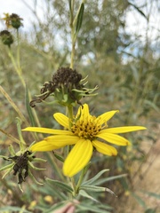 Helianthus californicus