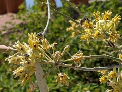 Bembicini
