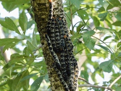Arsenura polyodonta