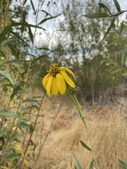 Helianthus californicus