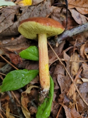 Hemileccinum rubropunctum