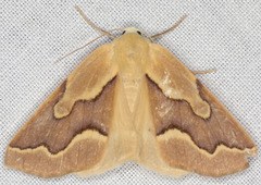 Sabulodes edwardsata