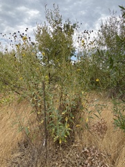 Helianthus californicus