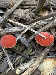 Hortiboletus rubellus