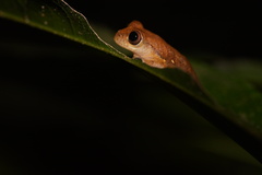 Dendropsophus minutus