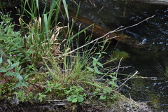Carex canescens