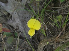 Stylosanthes biflora