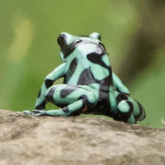 Dendrobates auratus