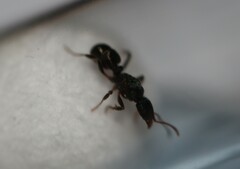 Rhytidoponera victoriae