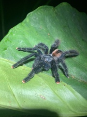 Avicularia avicularia