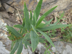 Gypsophila oldhamiana