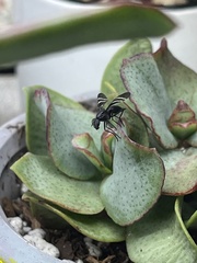 Tritoxa flexa