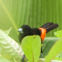 Ramphocelus passerinii