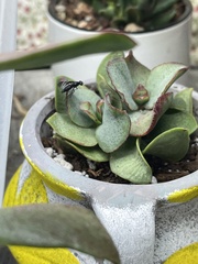 Tritoxa flexa