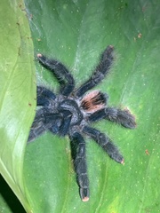 Avicularia avicularia