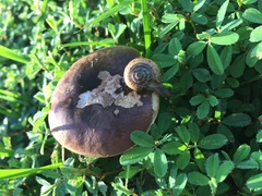Gastropoda